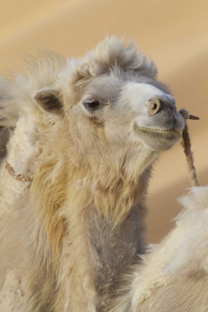 China, Badanjilin Desert Camel in a convoy